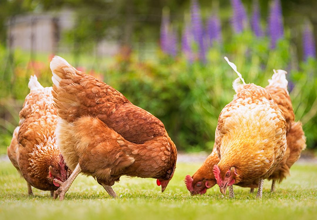 chicken farm pollo033