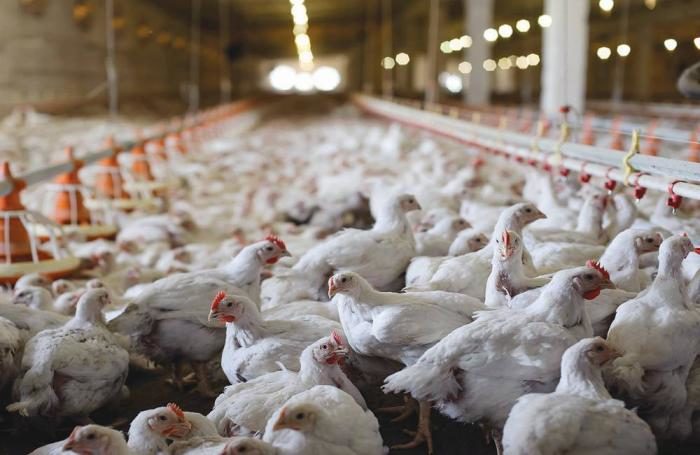chicken farm equipment equipo para granja de pollos (36)