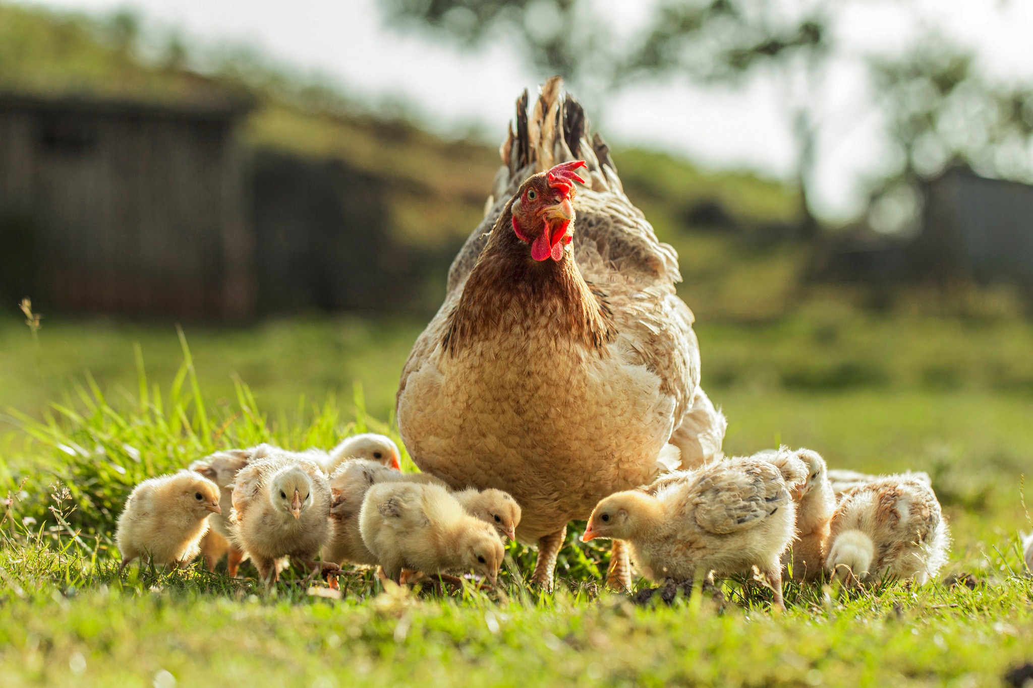 chicken farm  granja de pollos (11)