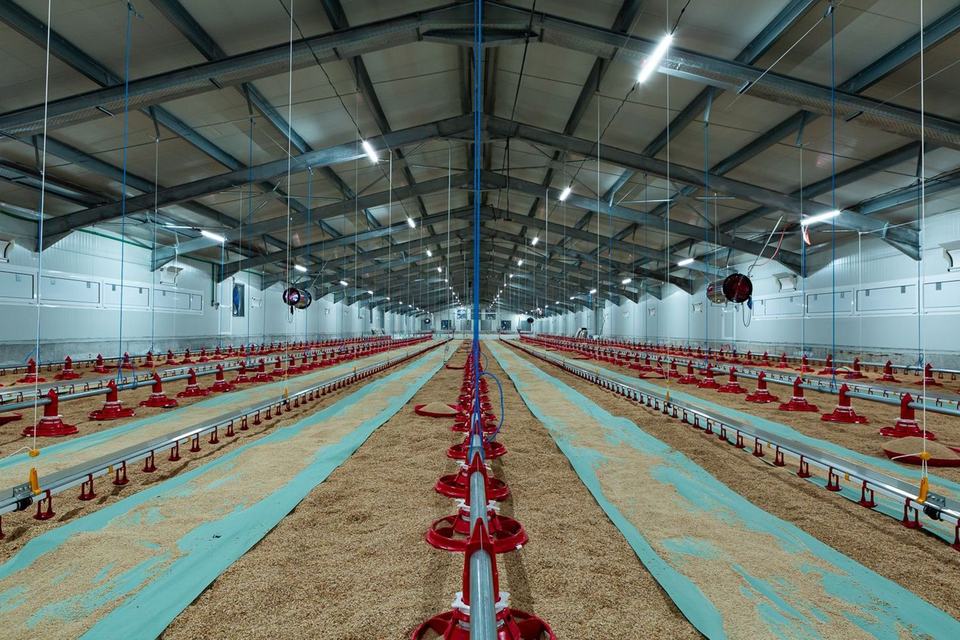 chicken house  gallinero (1)