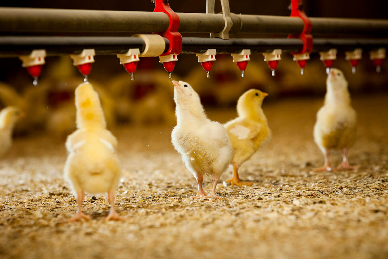 poultry equipment 12