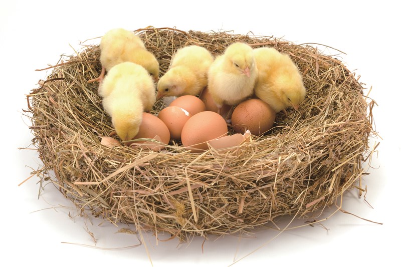 egg incubator incubadora de huevos1