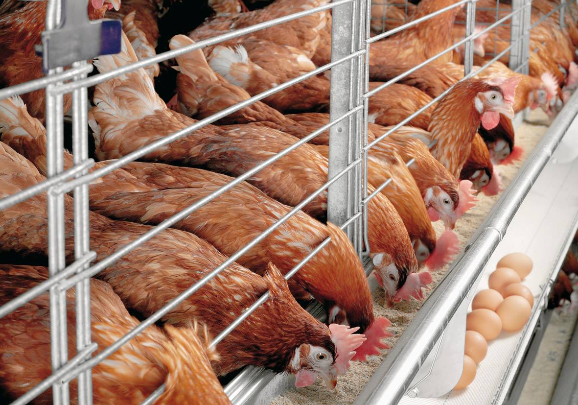 chicken house  granja de pollos (10)