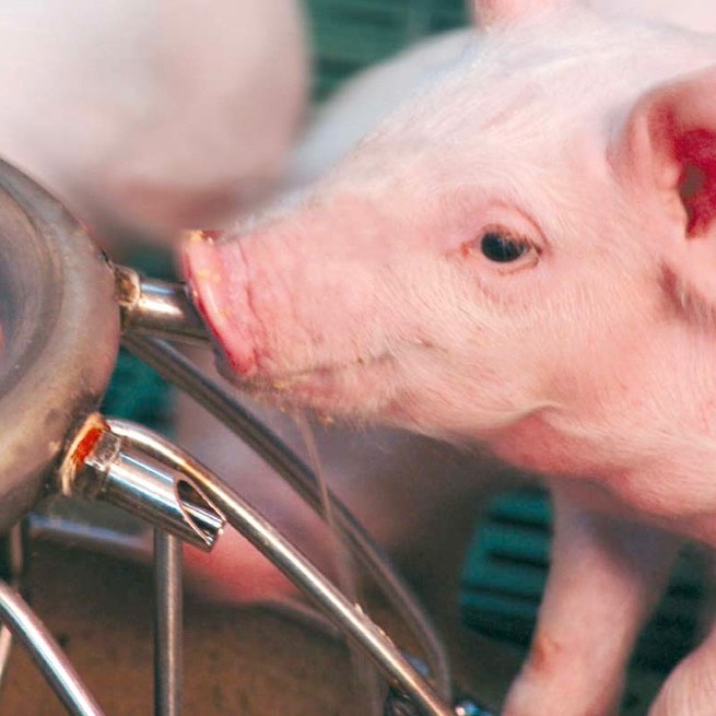 pig nipple drinker bebedero de tetina para cerdos_n