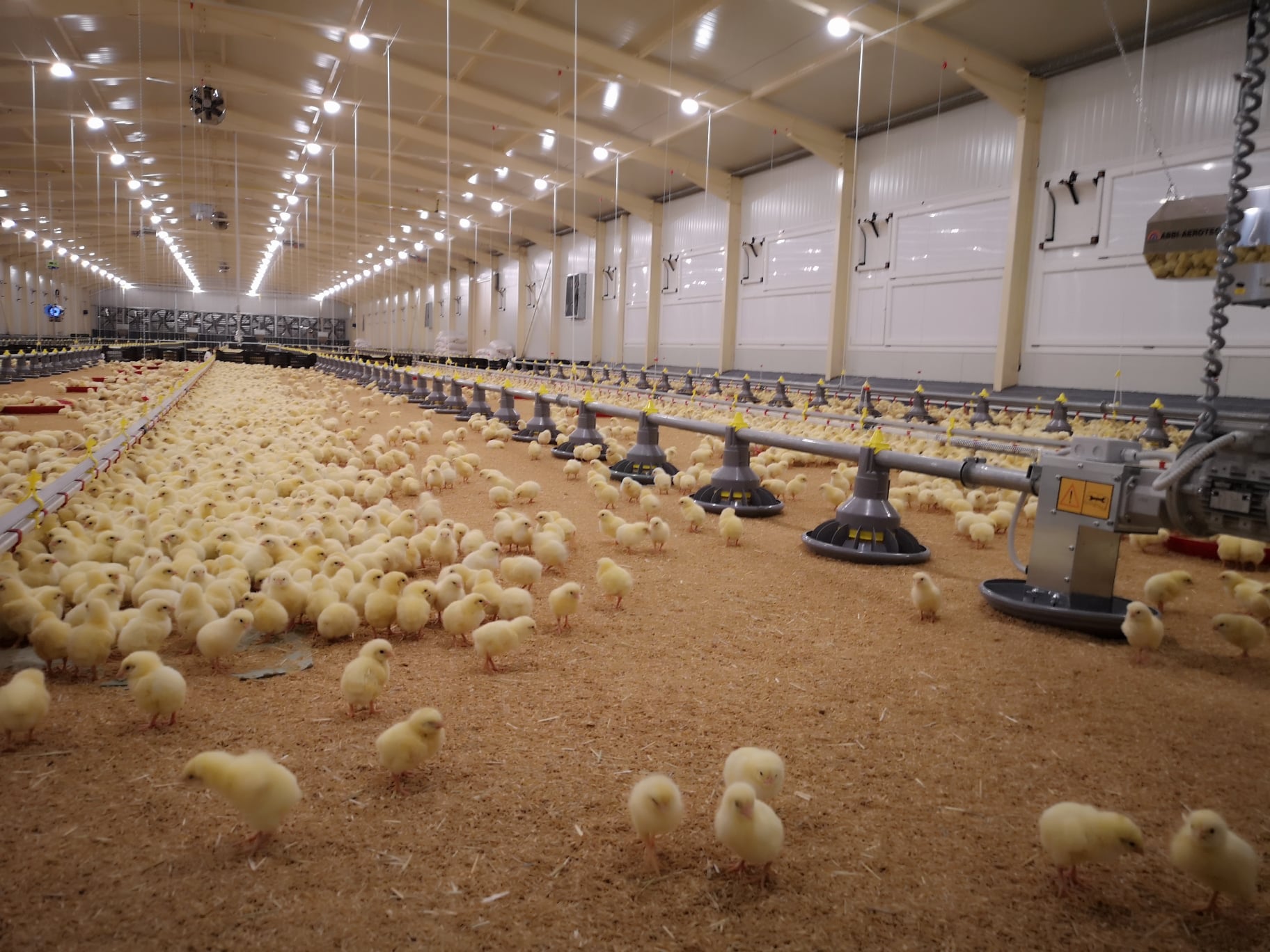 chicken house comedero para pollos