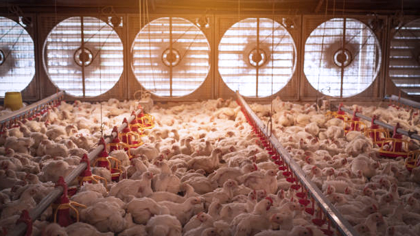 ventilation equipment equipo para granja de pollos (46)