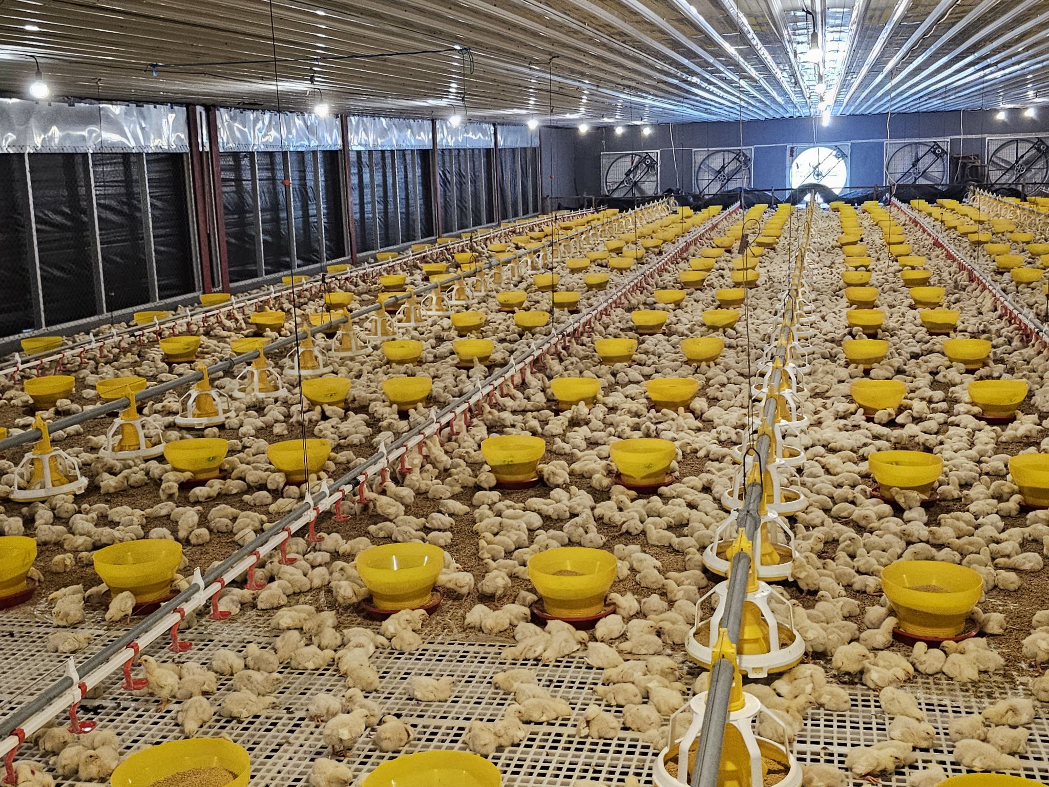 chicken house  gallinero