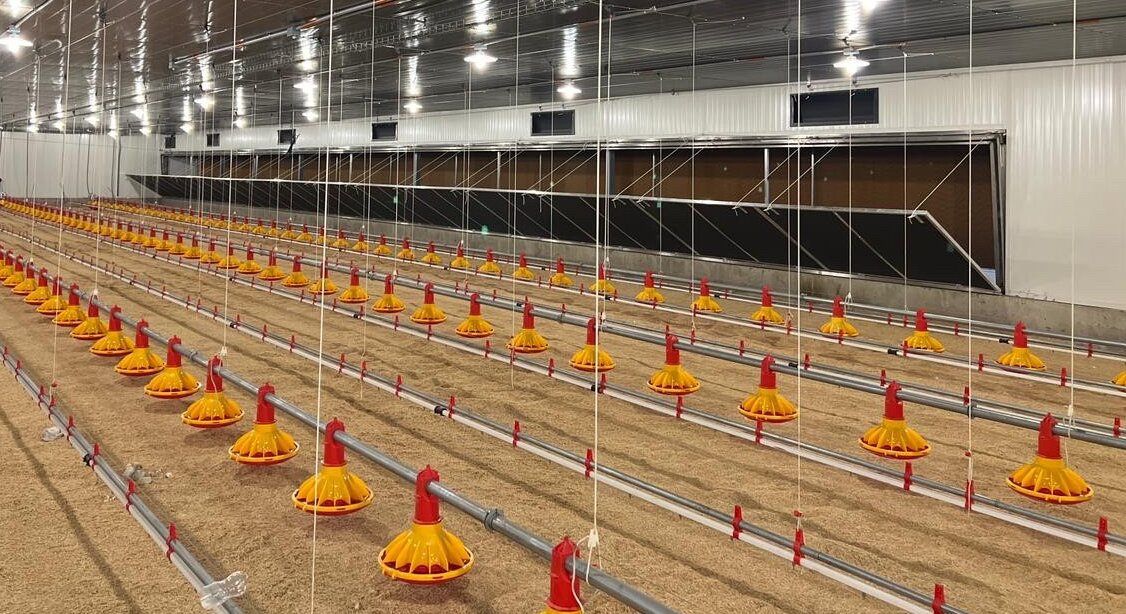 chicken farm equipment equipo para granja de pollos (63)_proc