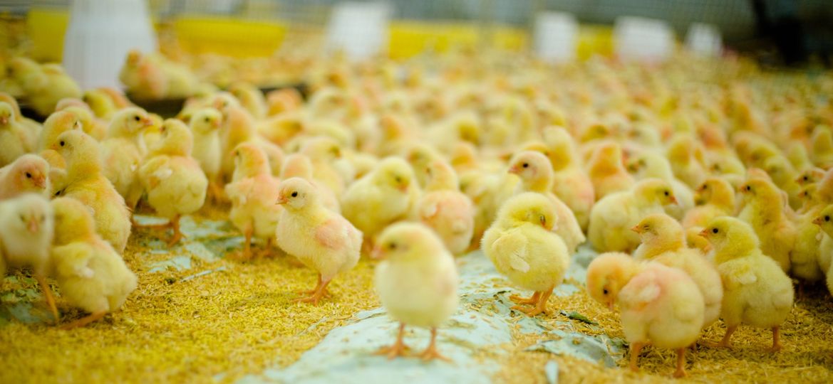 chicken farm equipo para granja de pollos (12)