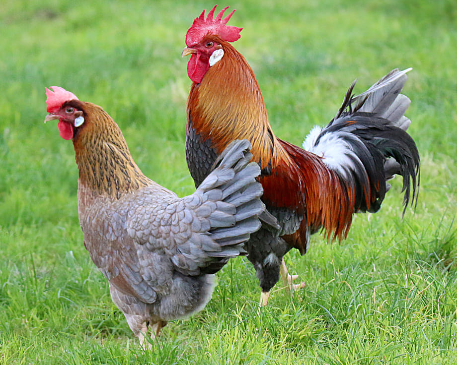 granja de pollos (8)