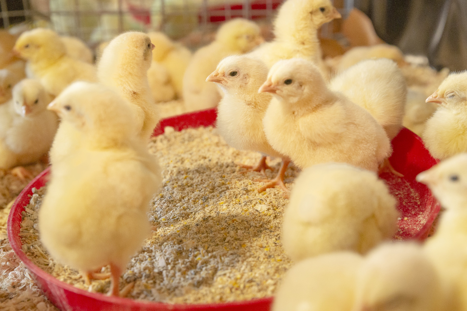 comedero para pollos (2)