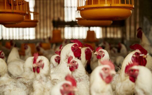 chicken farm  equipo para granja de pollos (33)