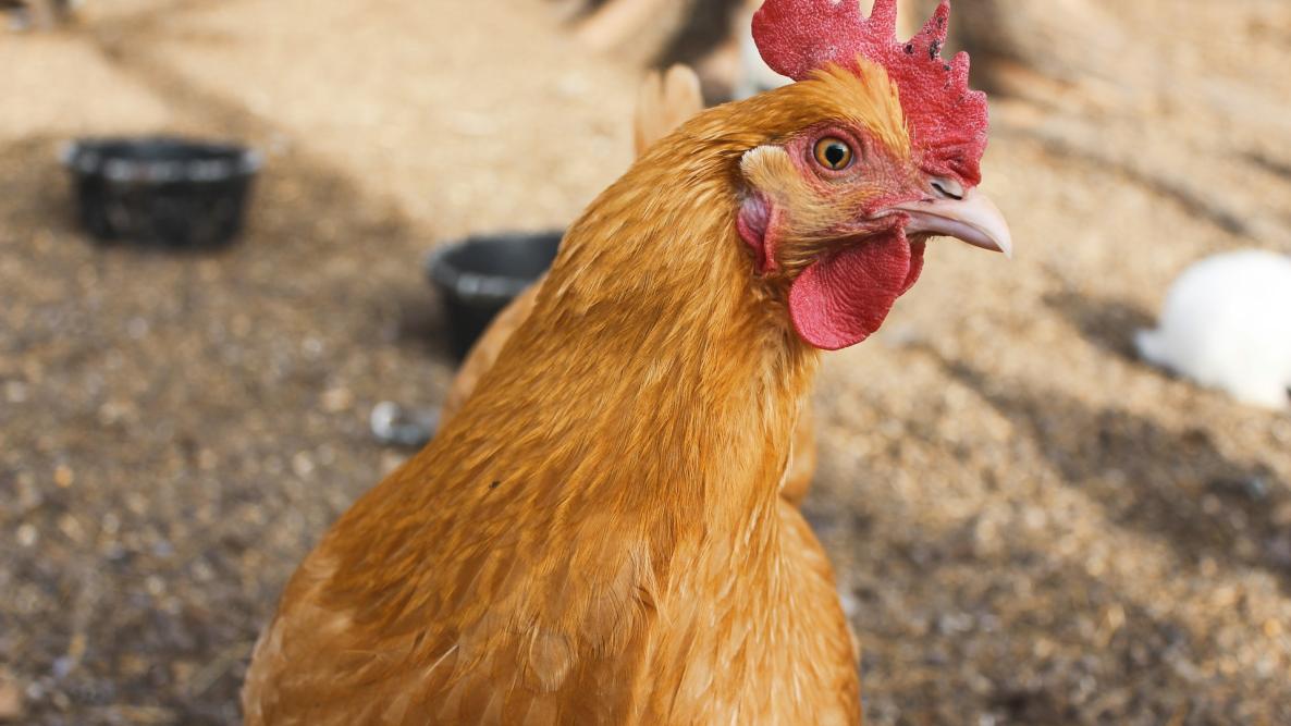 pollo gallina