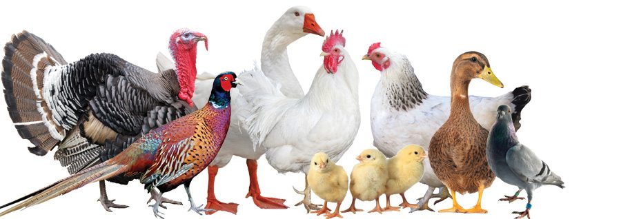 Lista_de_precios_de_agrupación_de_aves