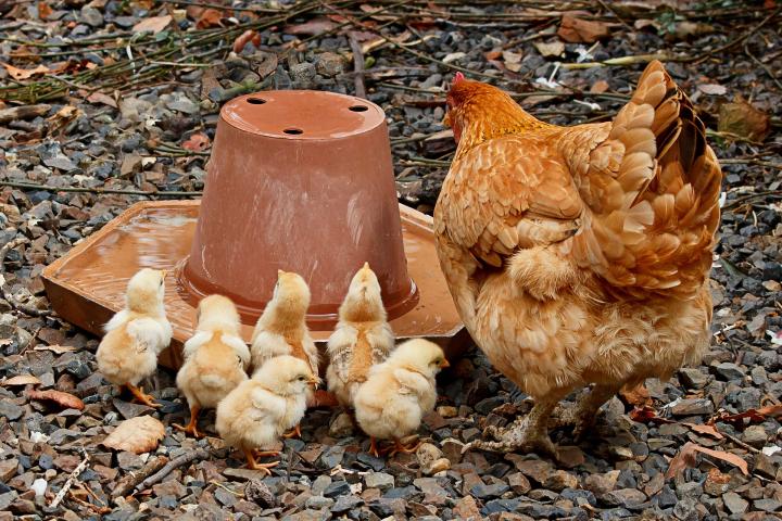 pollitos-con-gallina_ancho_completo