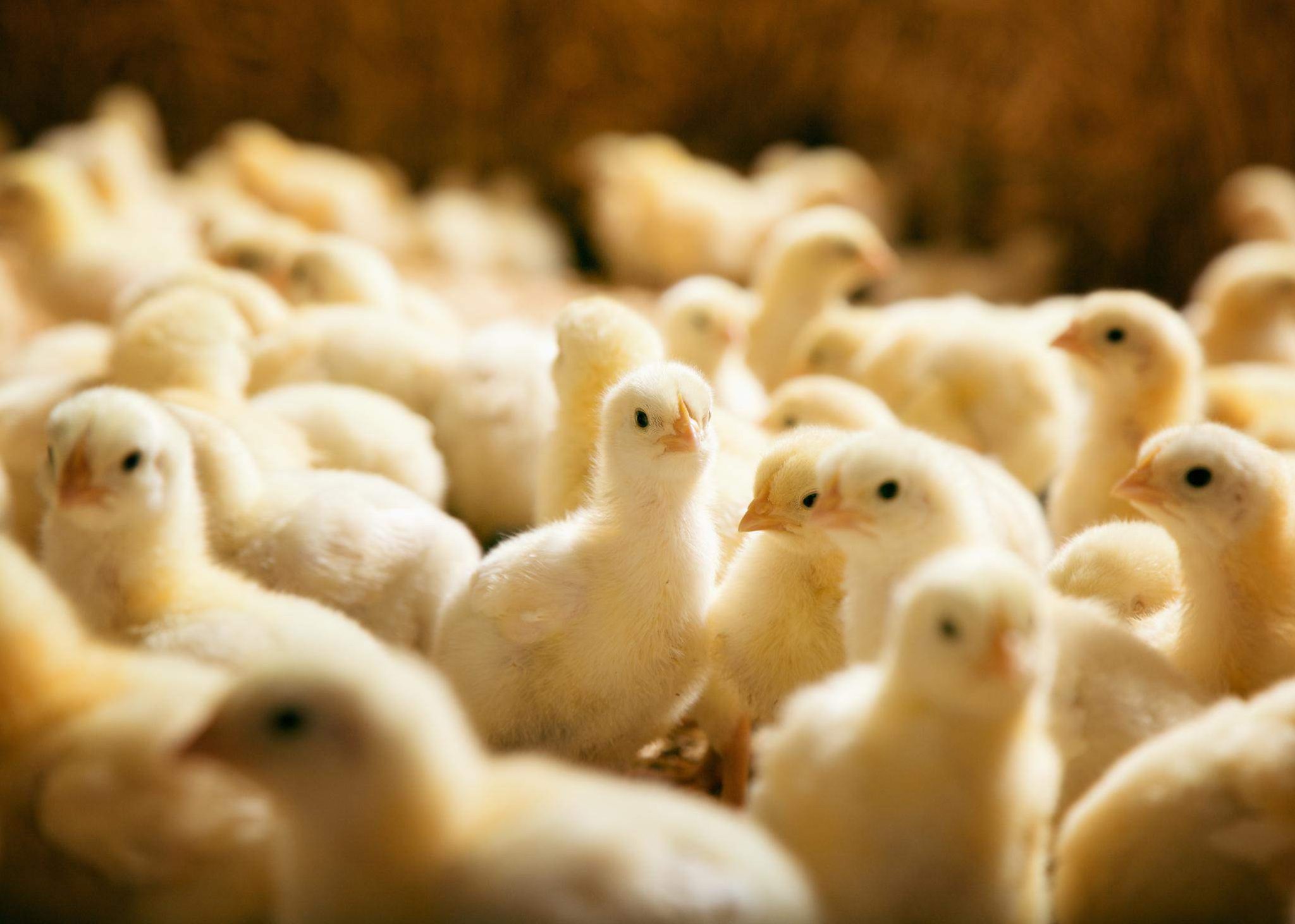 chicken farm granja de pollos