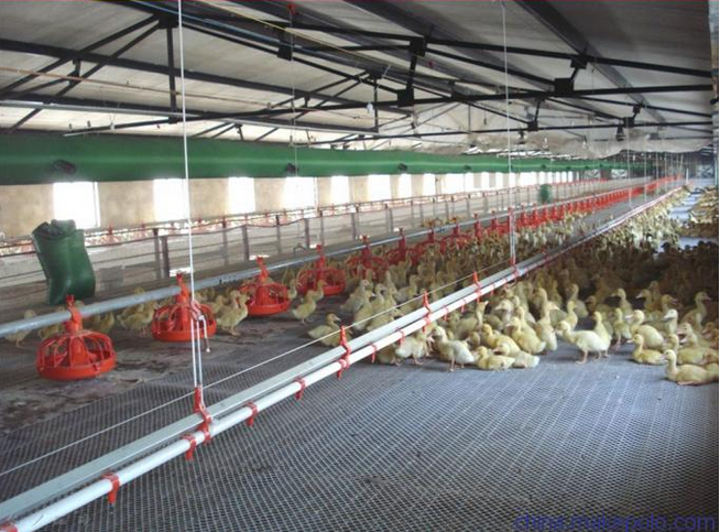chicken farm equipment equipo para granja de pollos (5)
