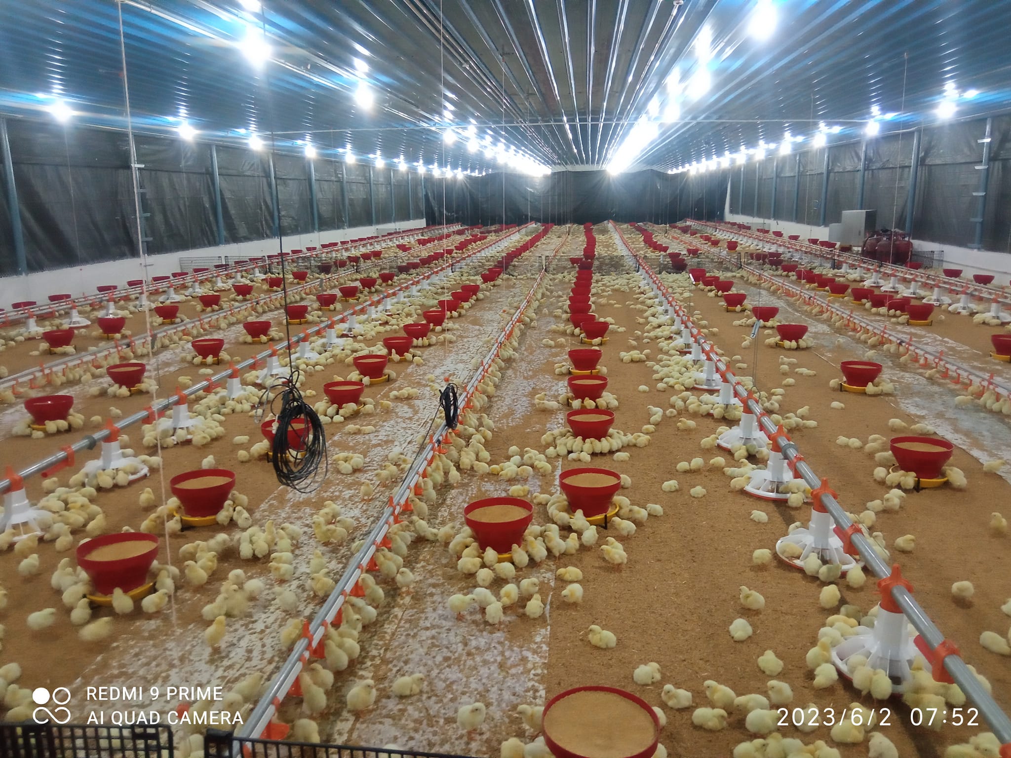 chicken farm  granja de pollos (2)