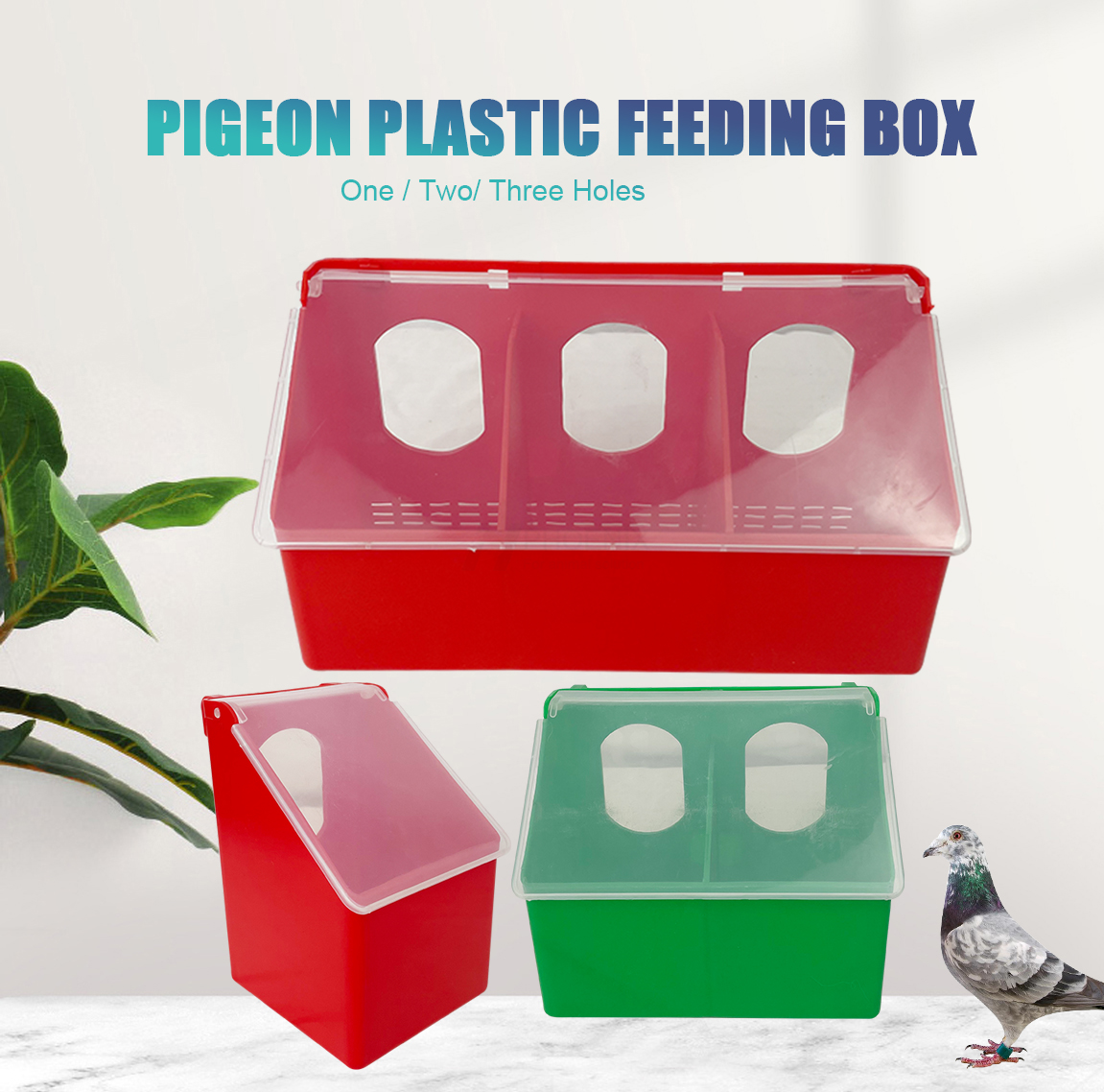 PIGEON FEEDING BOX CAJA DE ALIMENTACIÓN PARA PALOMAS