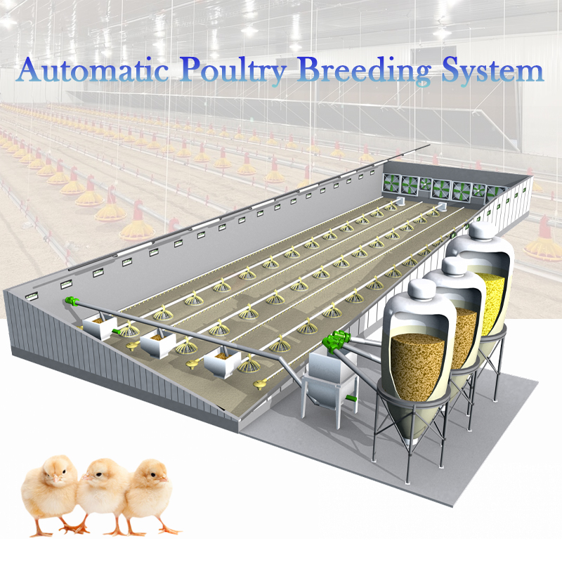 automatic poultry equipment equipo avícola automático