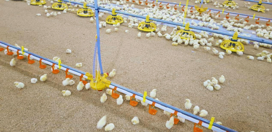 chicken farm granja de pollos