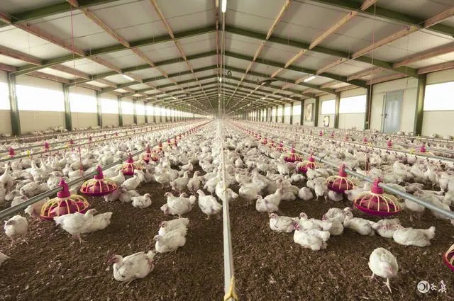 chicken feeder line línea de comedero para pollos