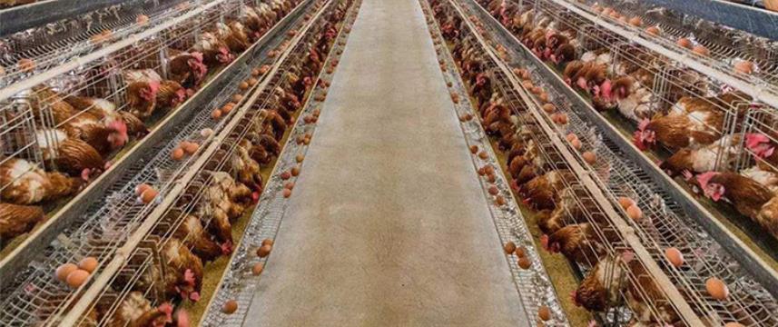 chicken cage jaula de pollo