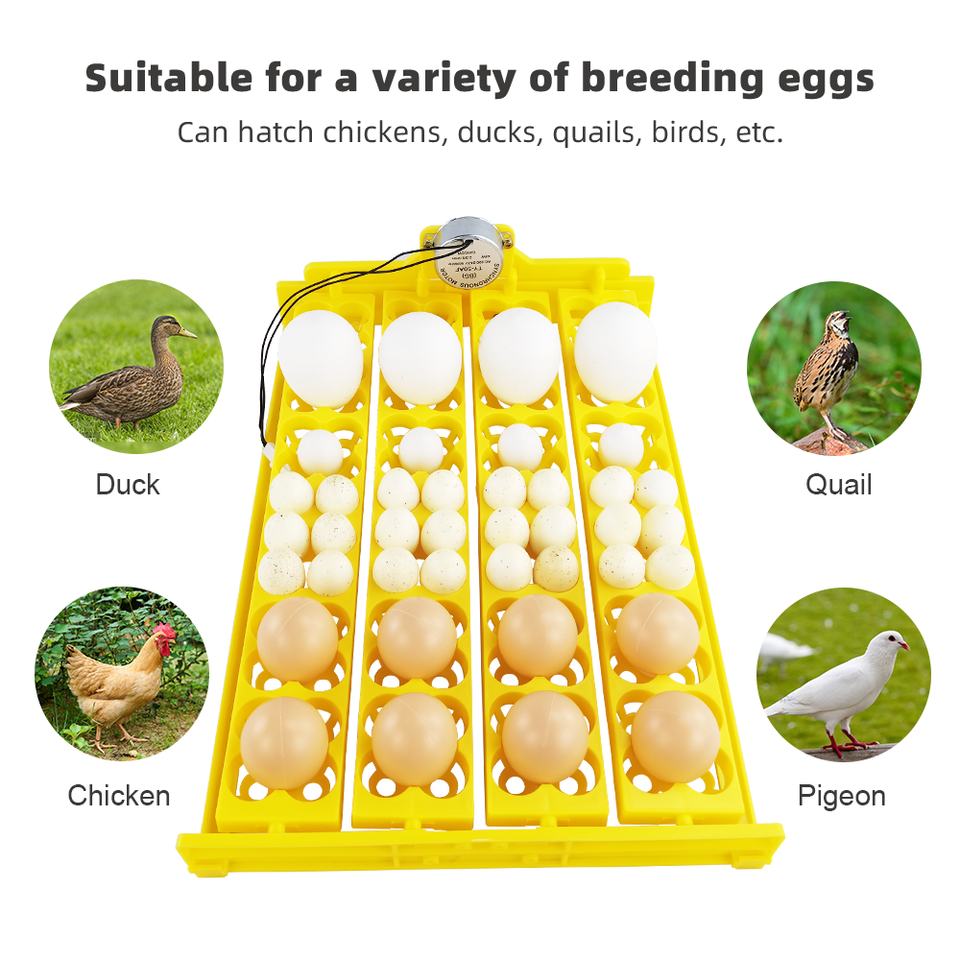 mini egg incubator miniincubadora152