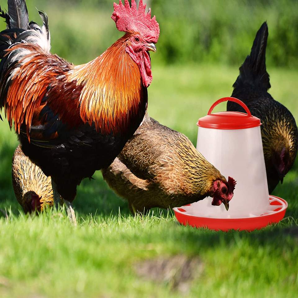 comedero y bebedero para aves (1)