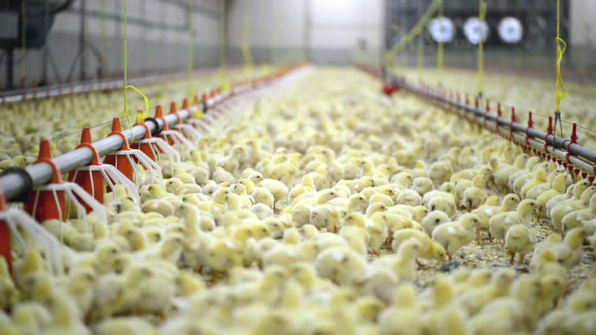 automatic feeding system Línea de alimentación y bebederos para pollos.