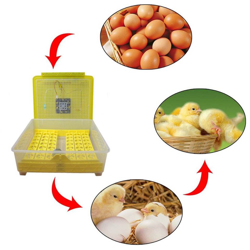 egg incubator mini incubadora02