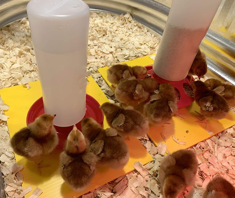 chick drinker (16) bebedero para pollitos (16)