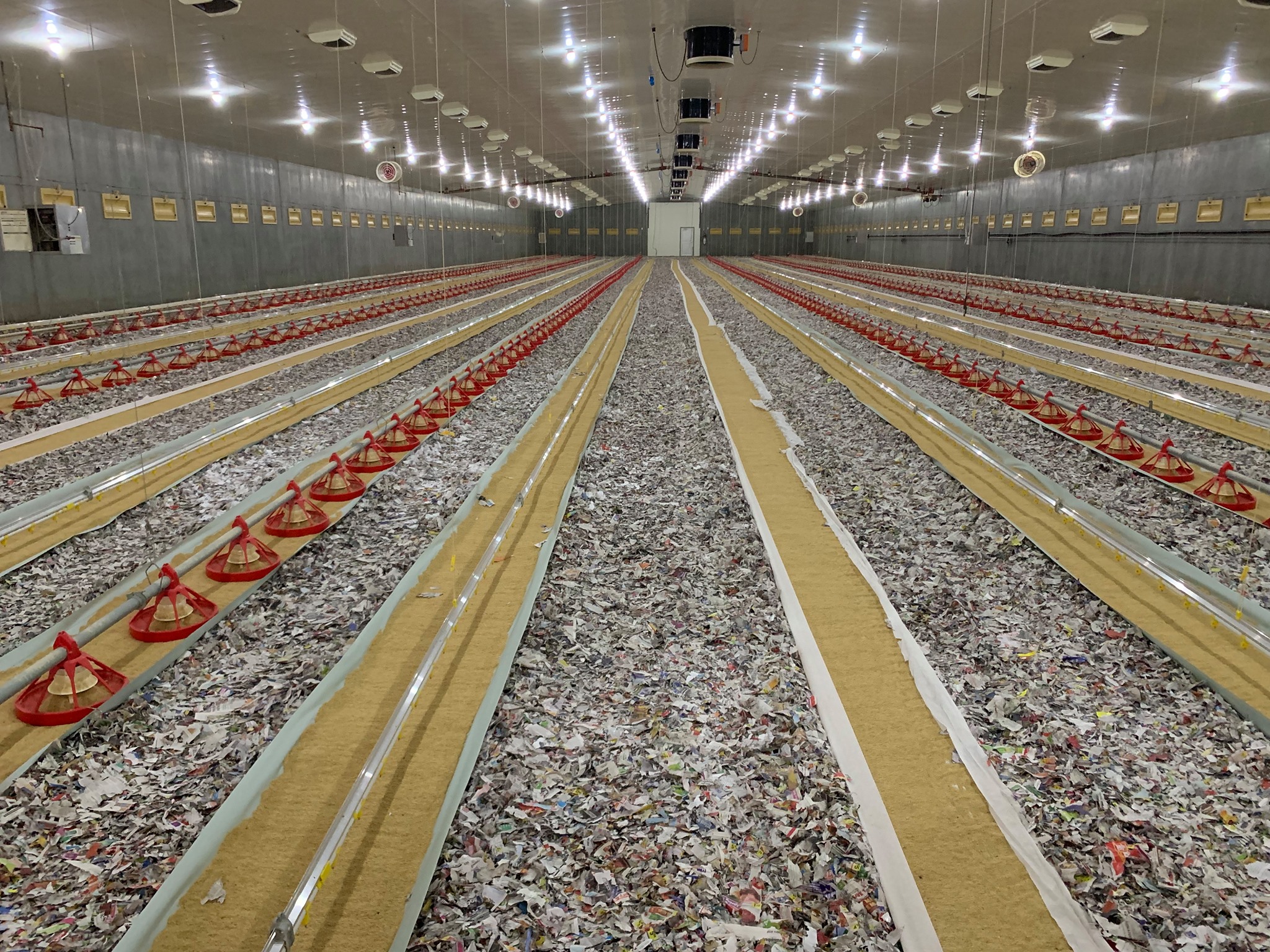 chicken farm equipment (50) equipo para granja de pollos (50)