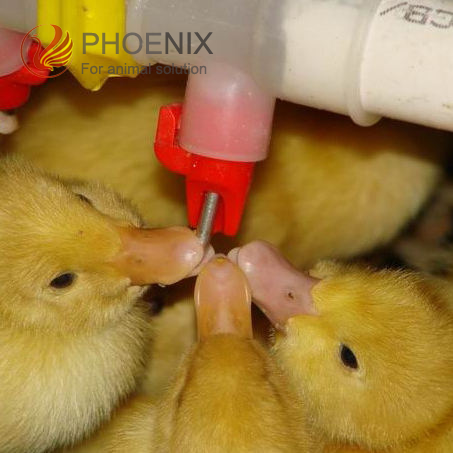 duck drinker0 bebedero de pato0
