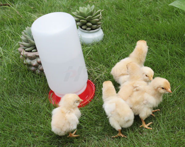 chick drinker (17) bebedero para pollitos (17)