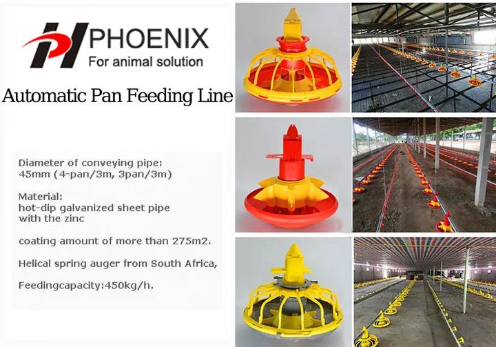 Línea de bebedero automático (2)