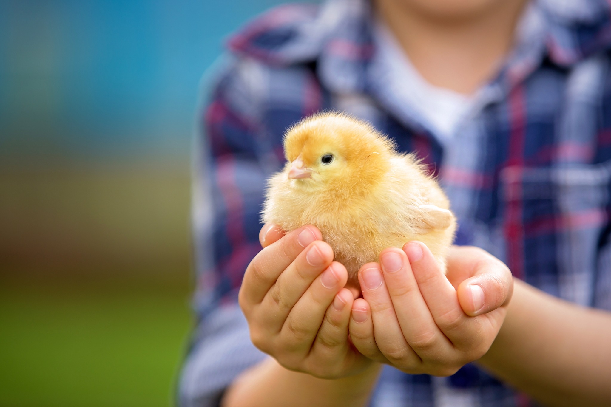 ¿Quieres abrir una granja de pollos en EE. UU.?