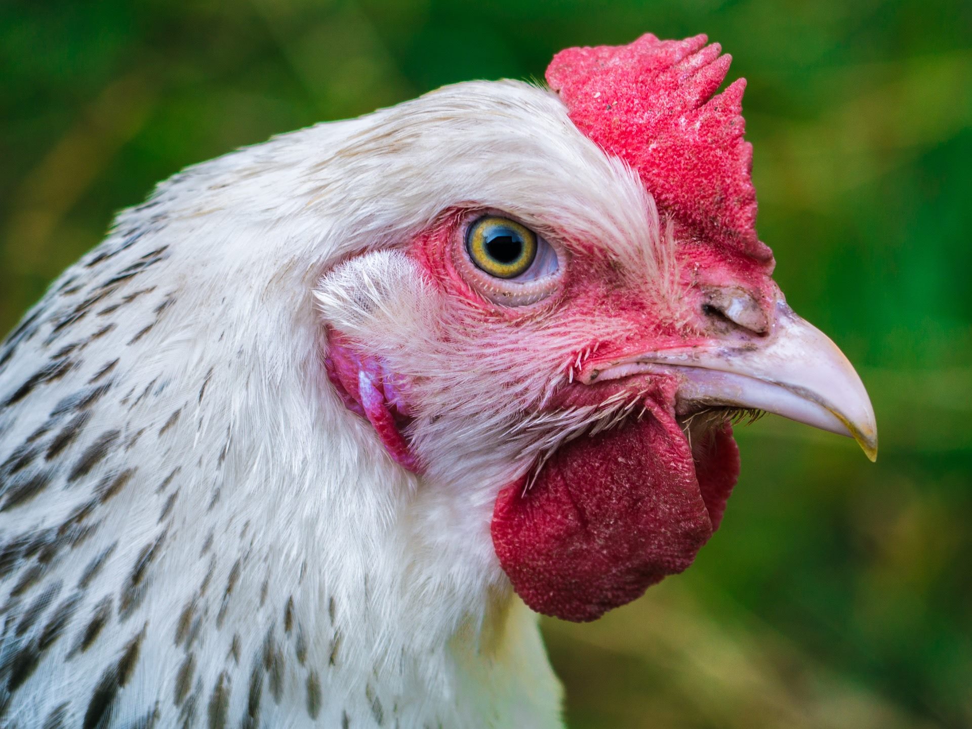 ¿Cómo cuidar las gallinas en otoño?