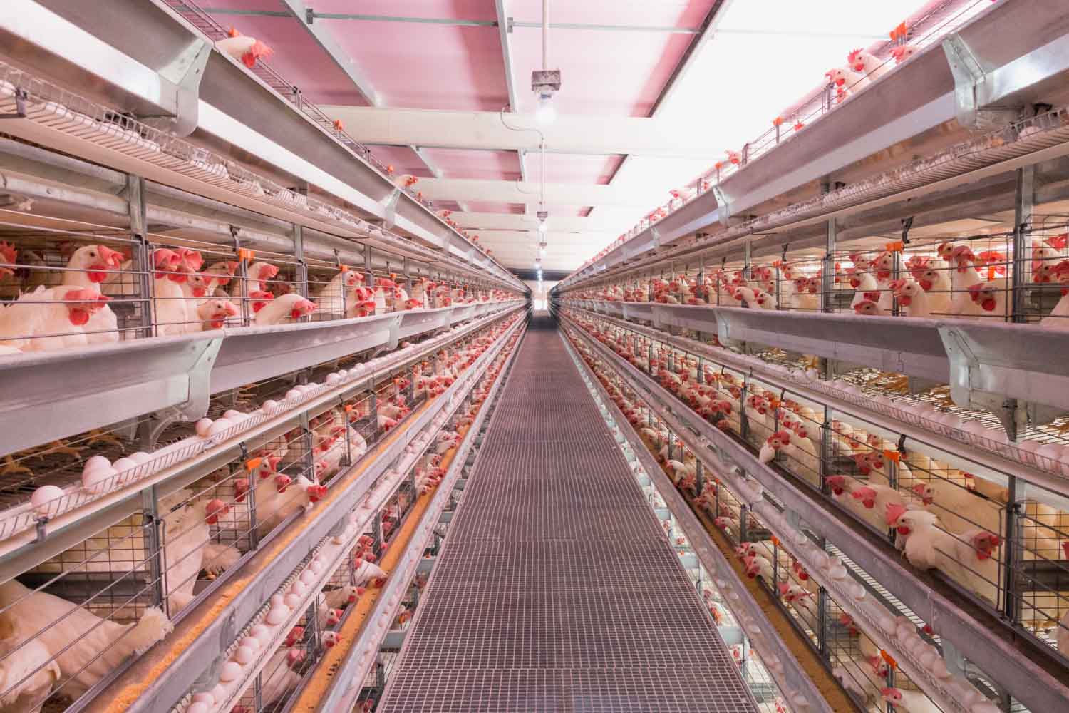 Cinco requisitos para construir un gallinero