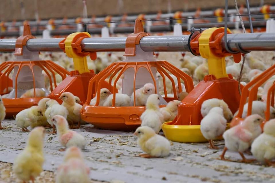 línea de alimentación para aves (8)