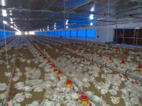 //ilrorwxhlqoqlm5m.ldycdn.com/cloud/jkBprKmilkSRjkomnlipiq/Automatic-Flat-chicken-farm.jpg