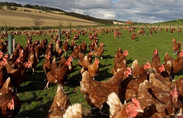 equipo para granja de pollos (59)