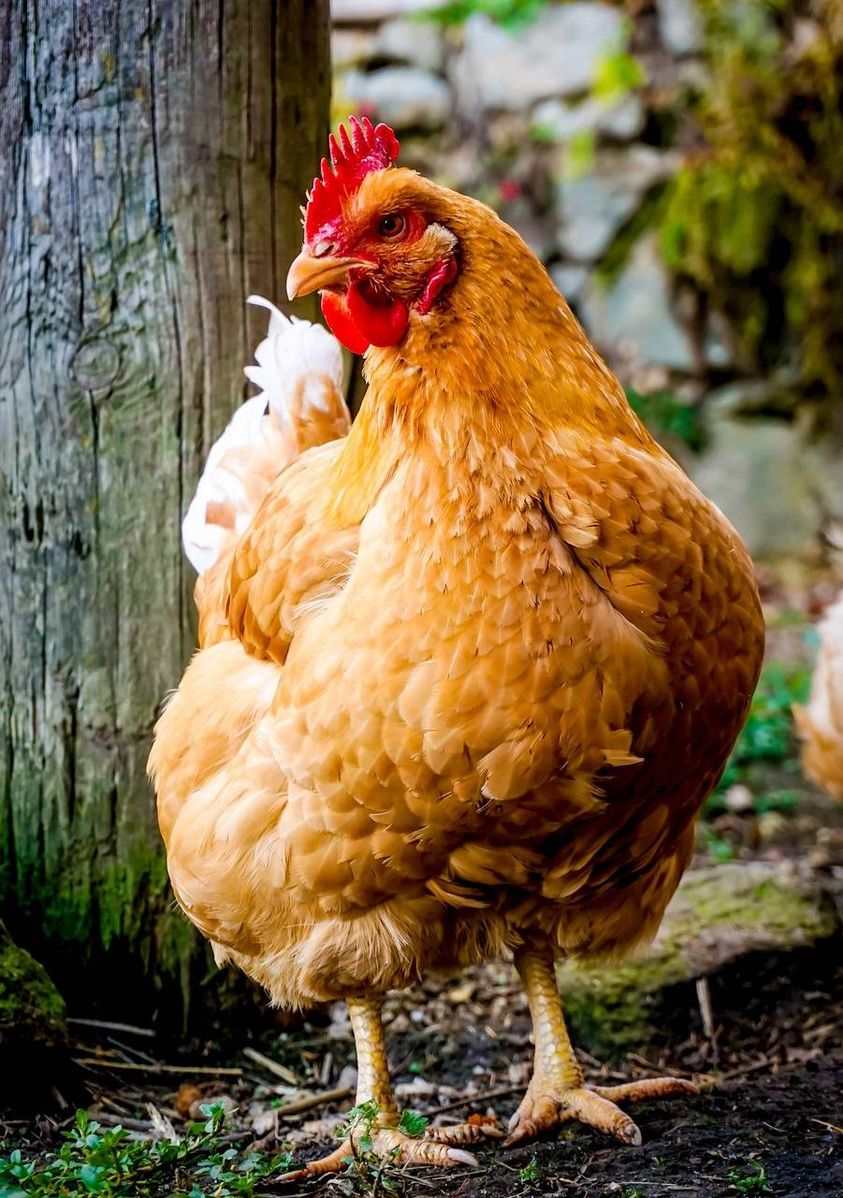 ¿Cuáles son las ventajas de la cría de pollos de engorde?