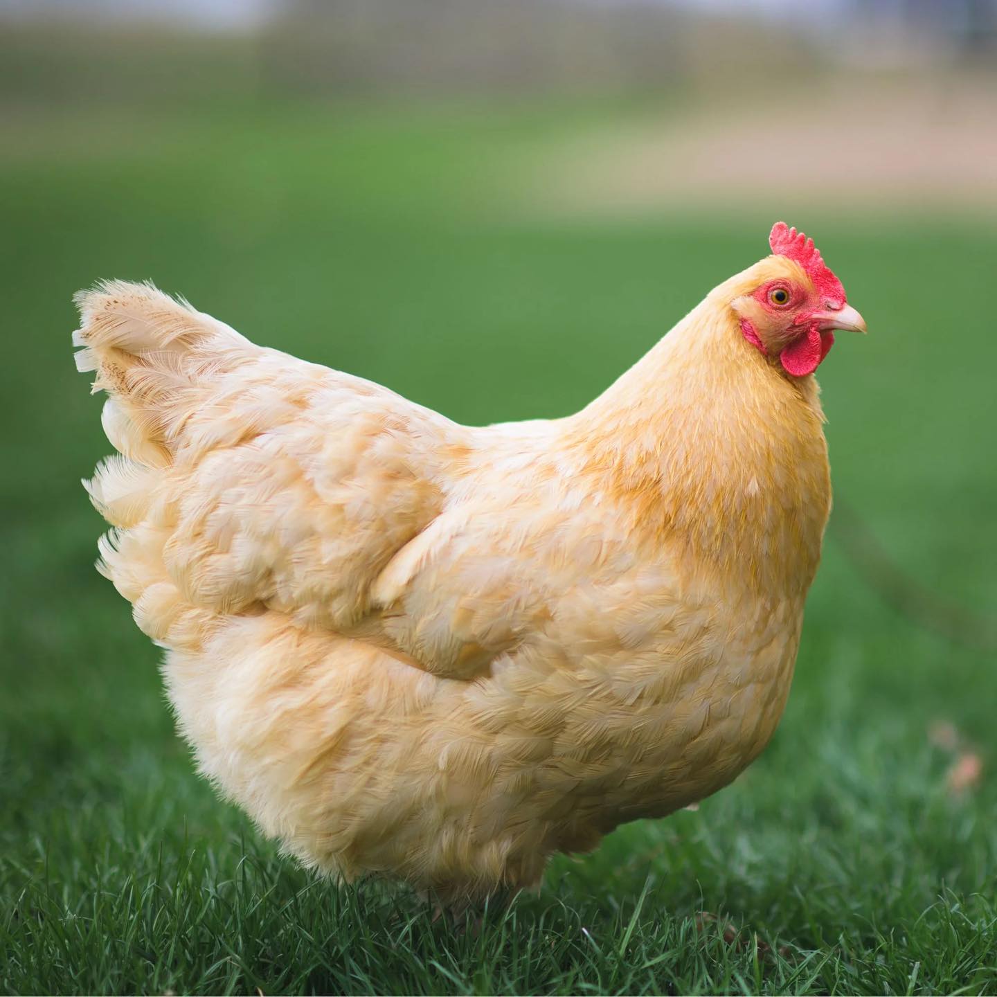 Se acerca el otoño, ¿cómo regular la diferencia de temperatura en el gallinero?