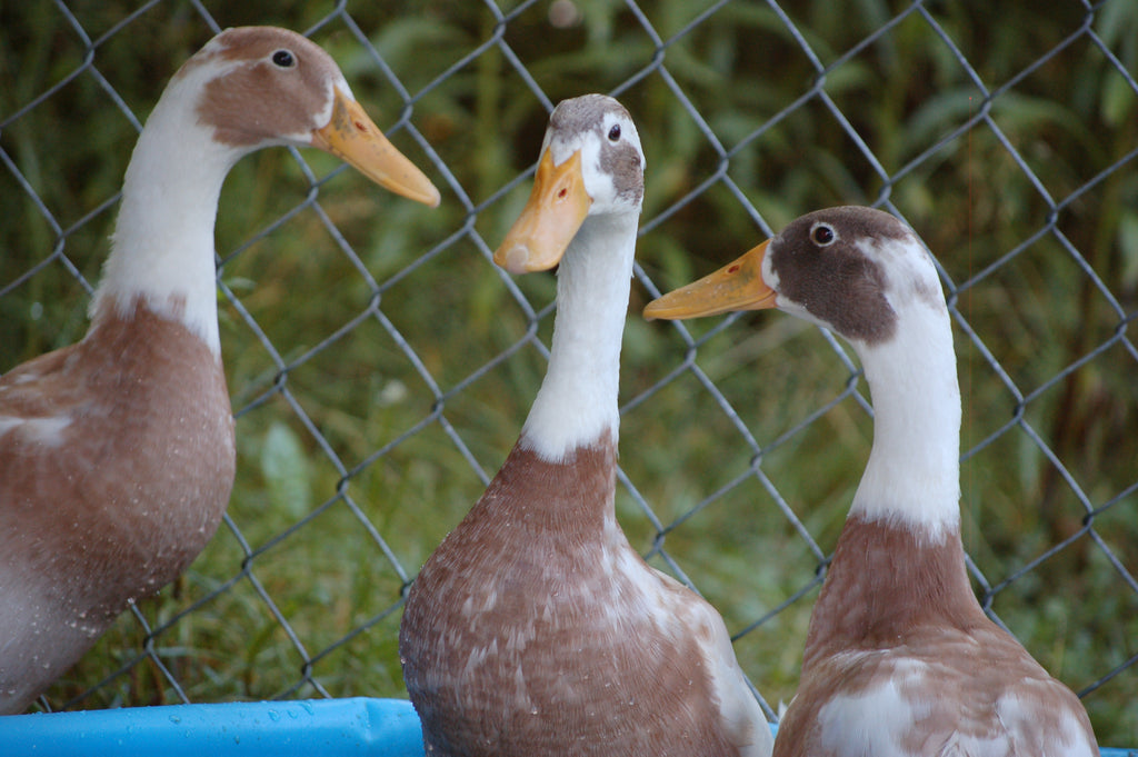 ¿Qué es mejor, la cría de patos o la cría de pollos?
