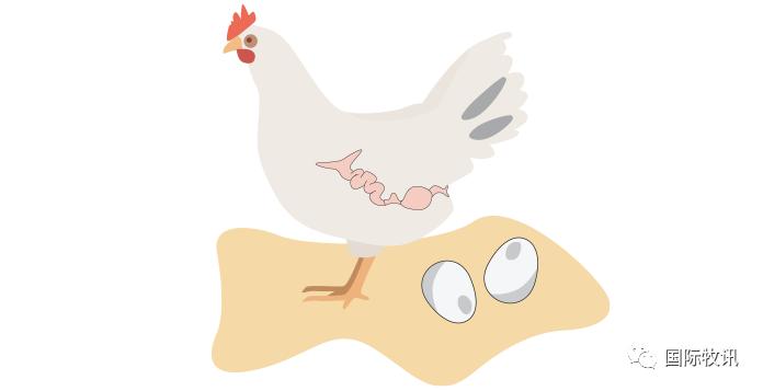 ¿Las gallinas pueden poner 2 huevos al día?