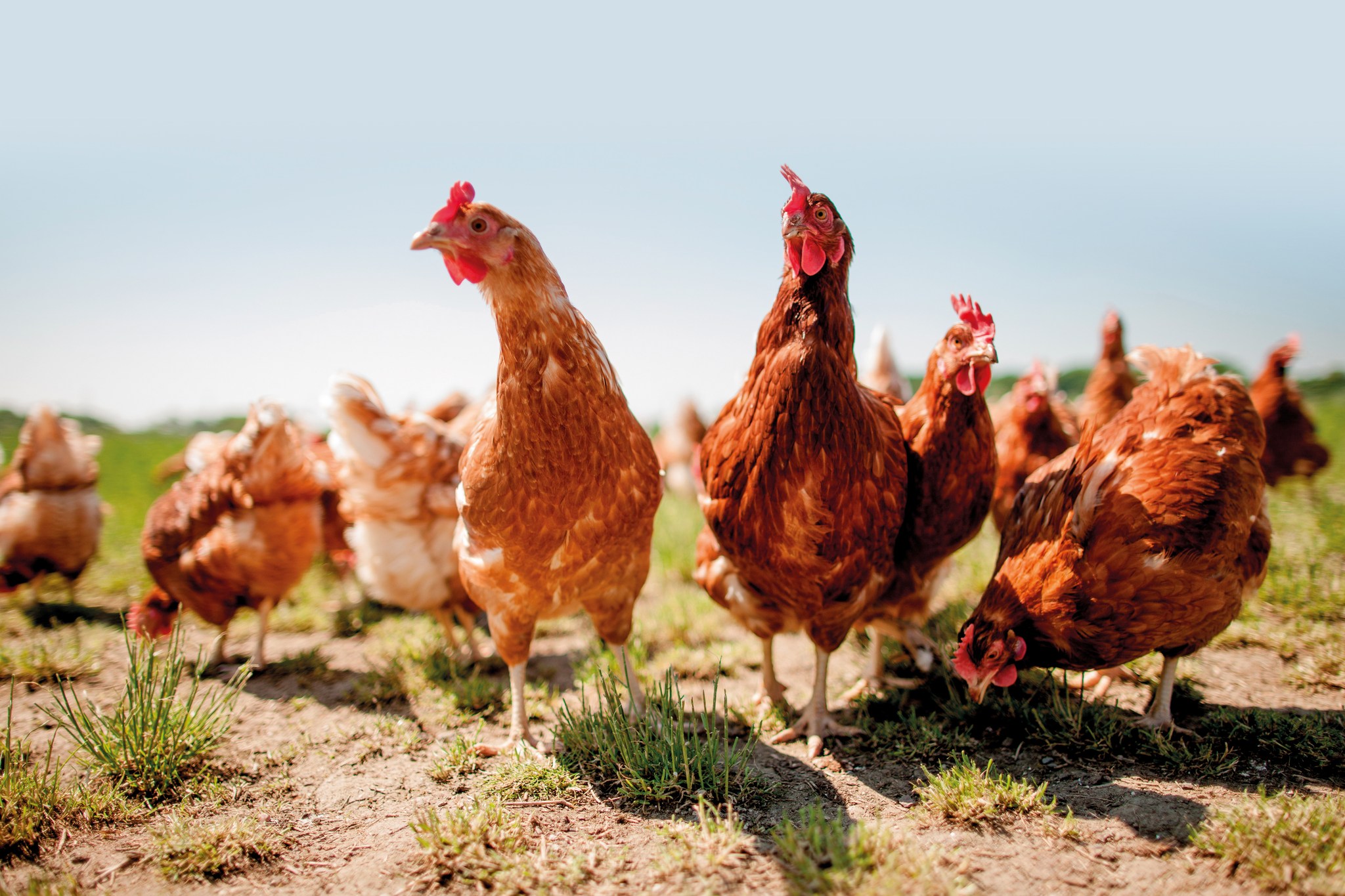 Colocación razonable de equipos de alimentación para el manejo del gallinero.