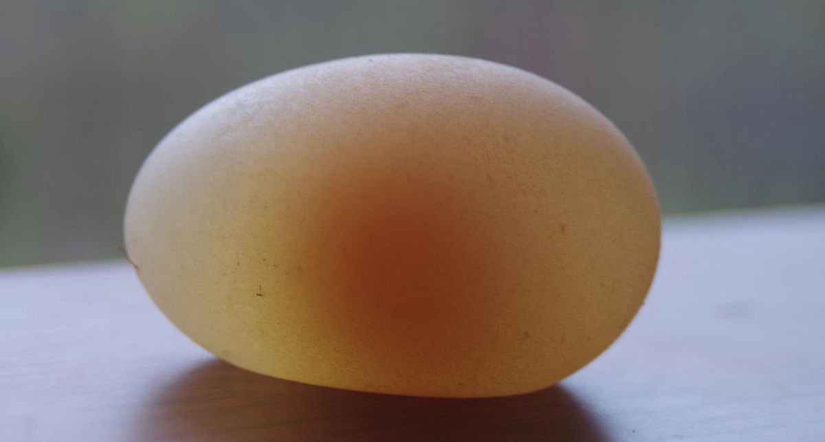 ¿Por qué las gallinas ponen huevos con cáscara fina o sin cáscara?