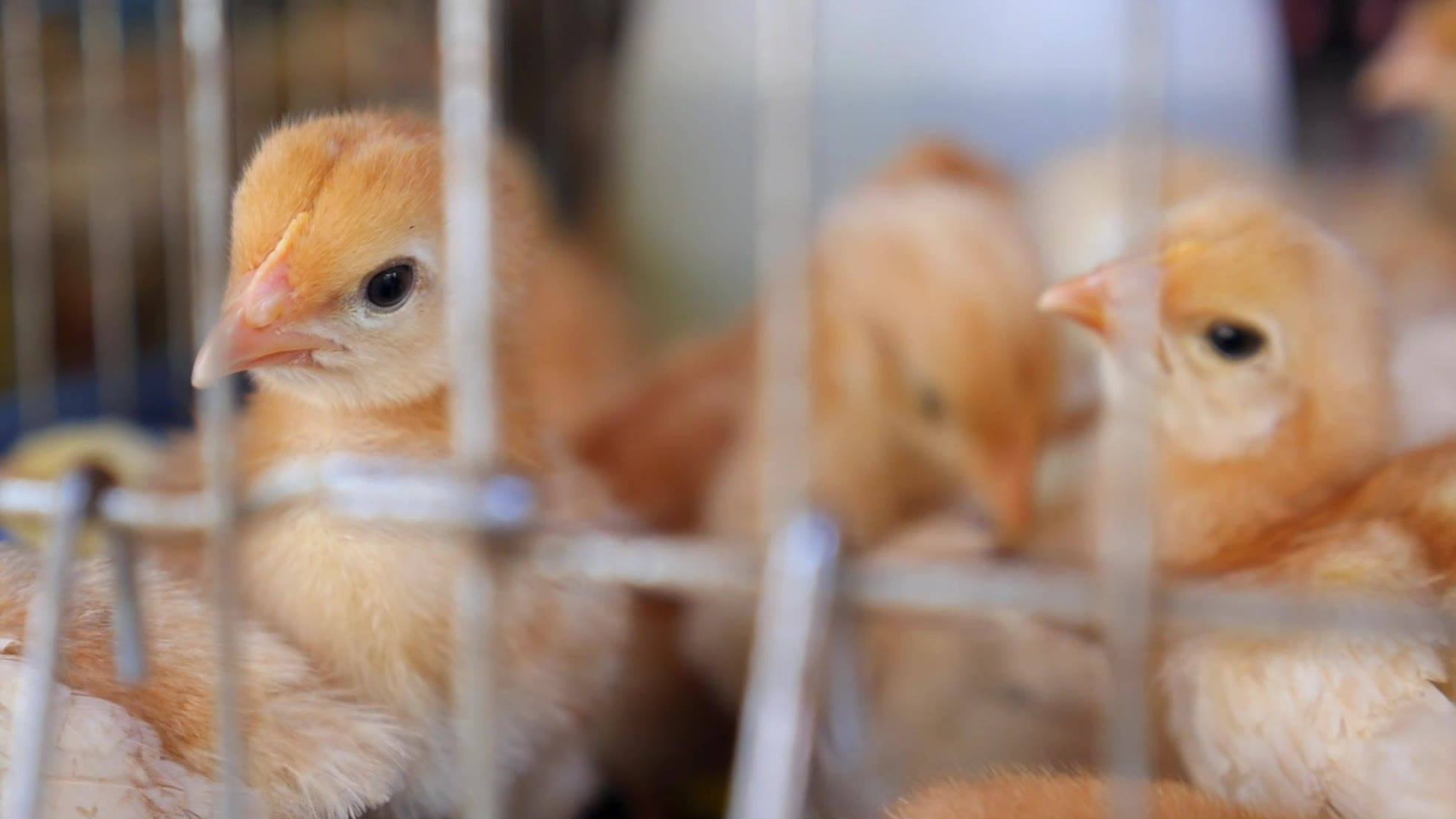 Defectos y Sugerencias sobre Alimentación y Manejo de Granjas de Pollos