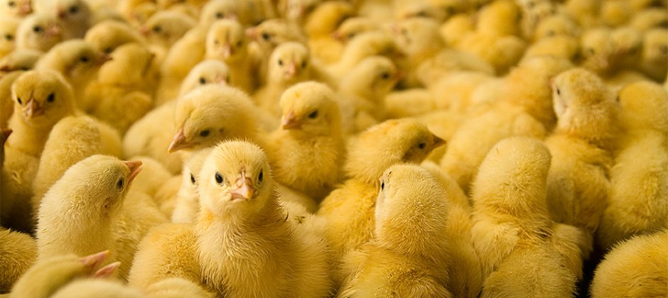 Equipo automatizado de cría de gallinas ponedoras.